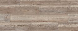 Ponderosa_Pine