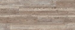 Ponderosa Pine