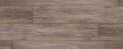 Canyon_Oak
