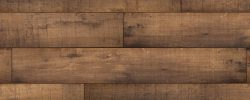 Shasta_Oak
