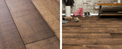Shasta_Oak_Web