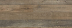 Cocoa_Birch_8081